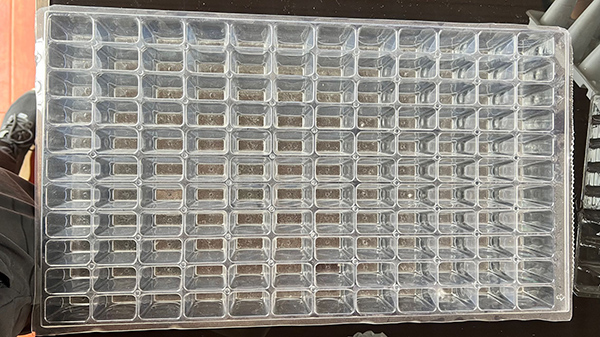 山东蝎子孵化盘